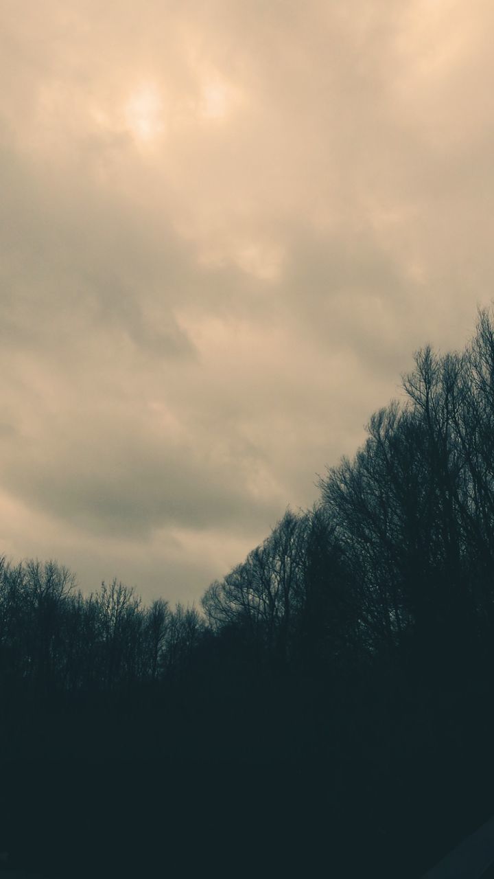 Low angle view of cloudy sky over bare trees in forest