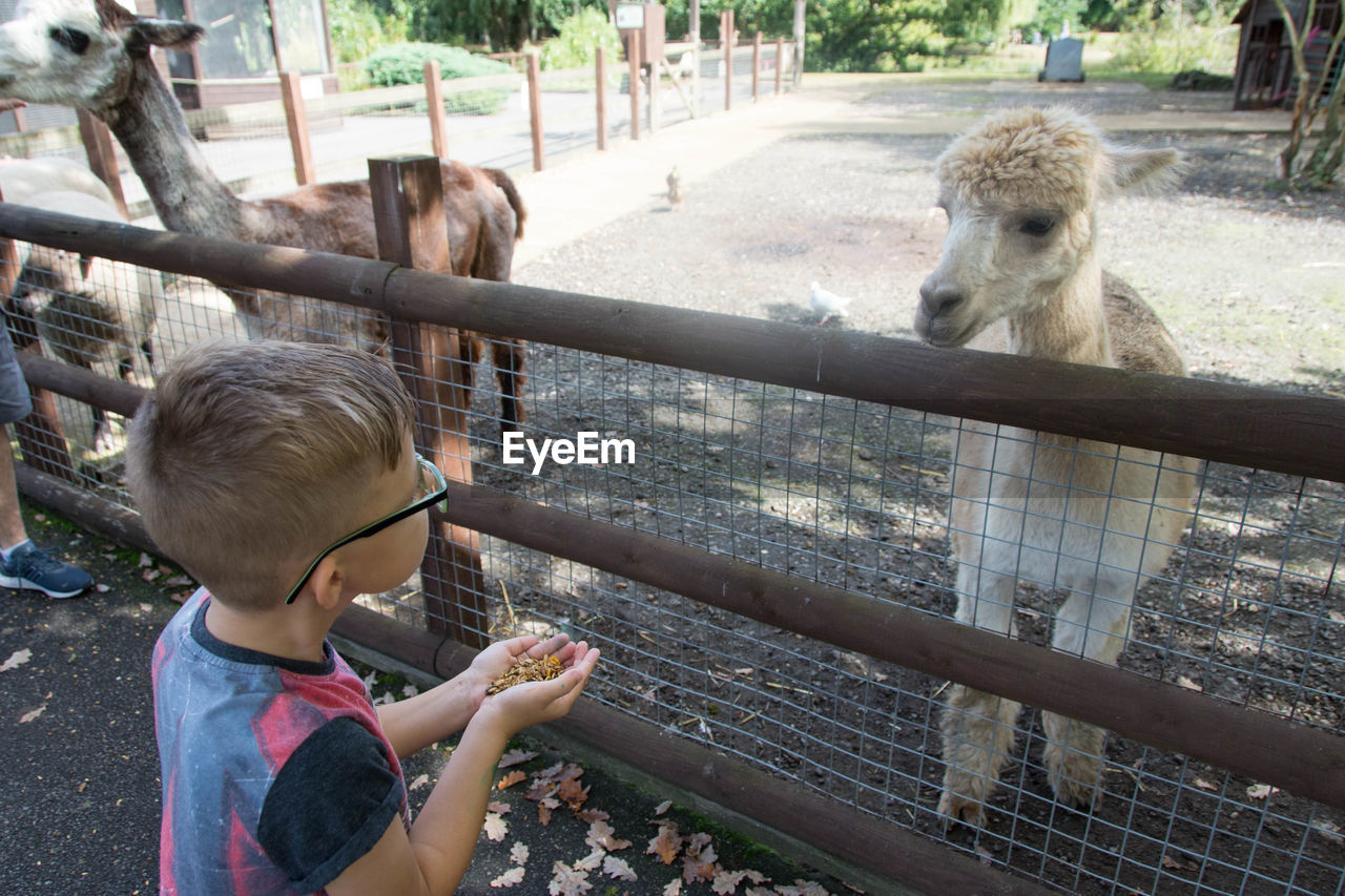 Close-up of boy feeding llama at zoo
