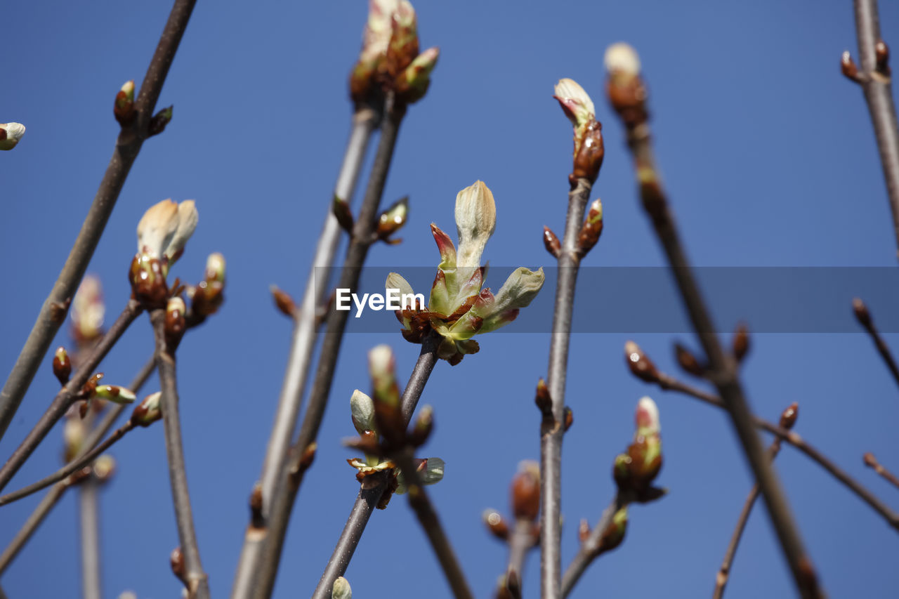 CLOSE-UP OF PLANT AGAINST CLEAR SKY