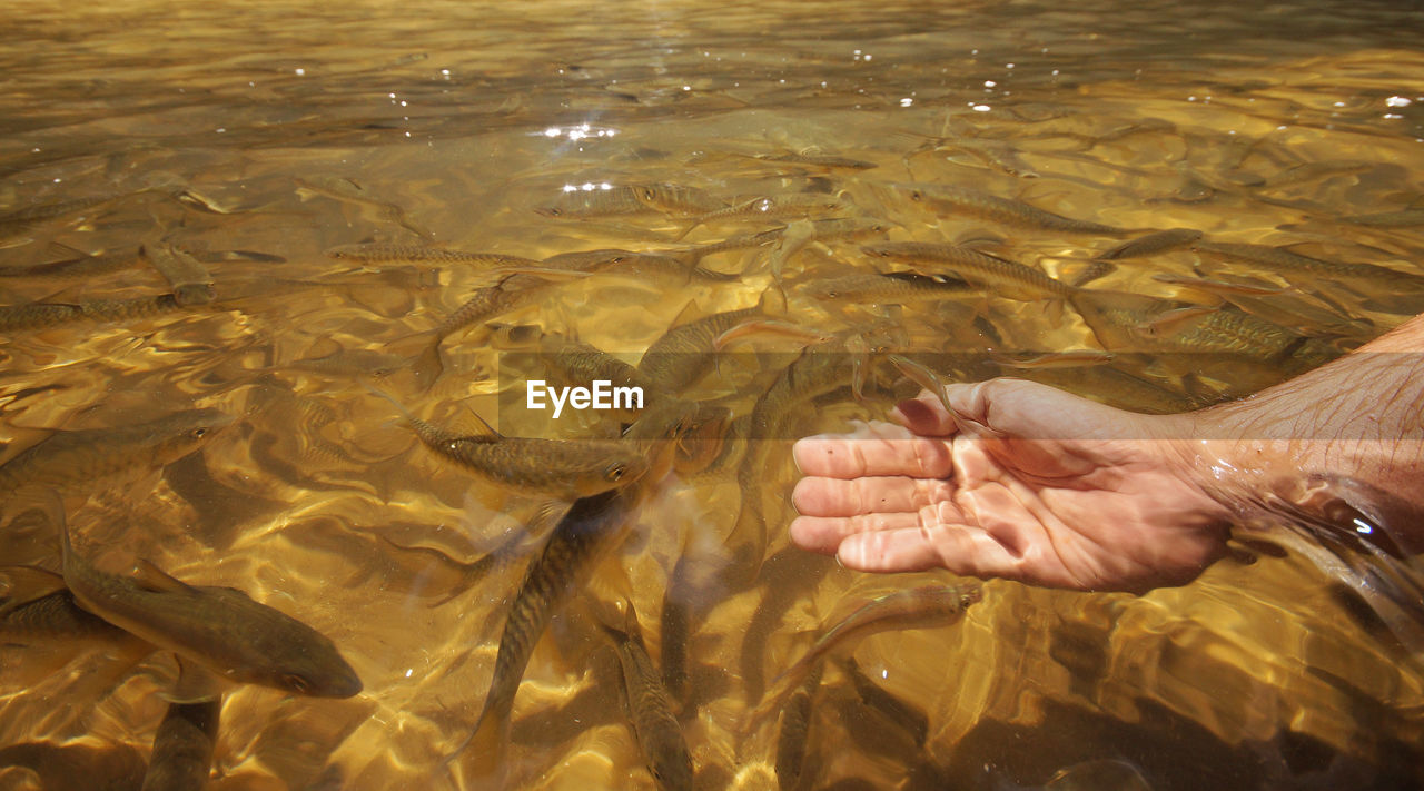 Cropped hand of man in river with fishes