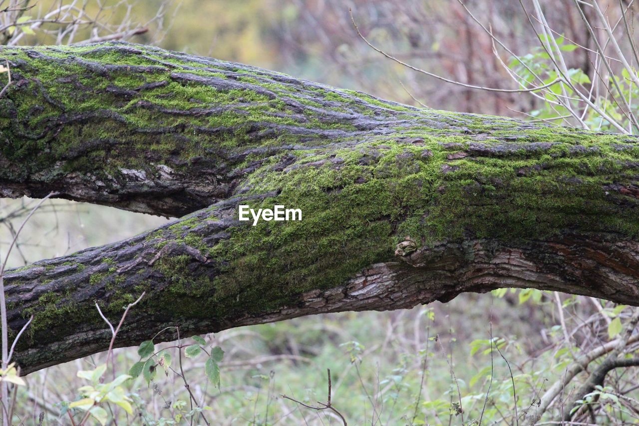 MOSS GROWING ON TREE