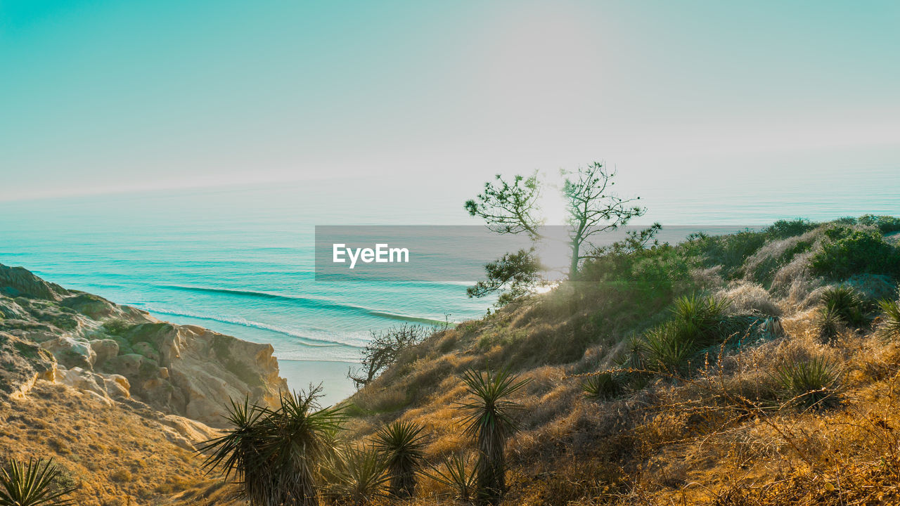 VIEW OF PALM TREES ON BEACH