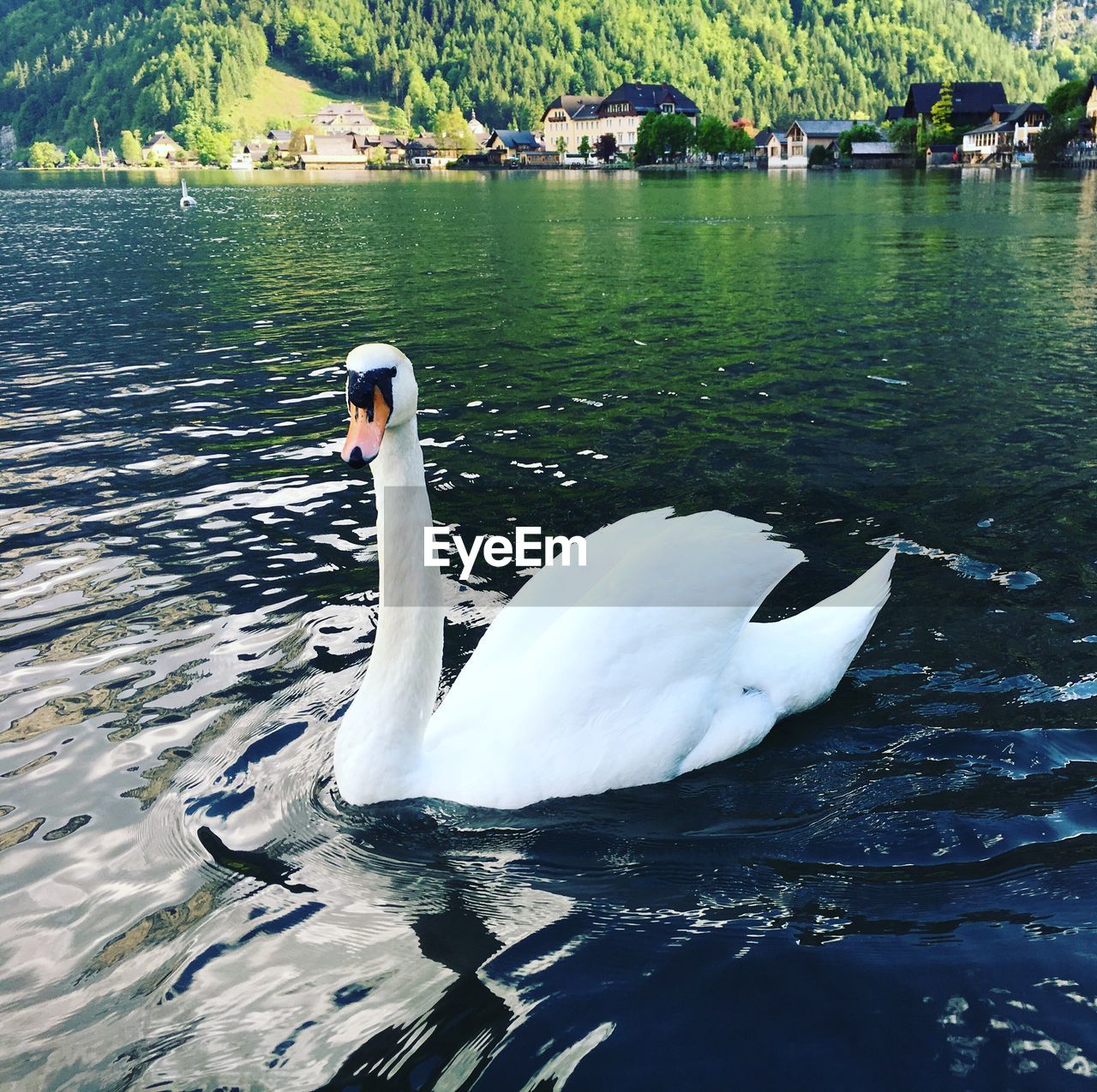 SWANS SWIMMING ON LAKE