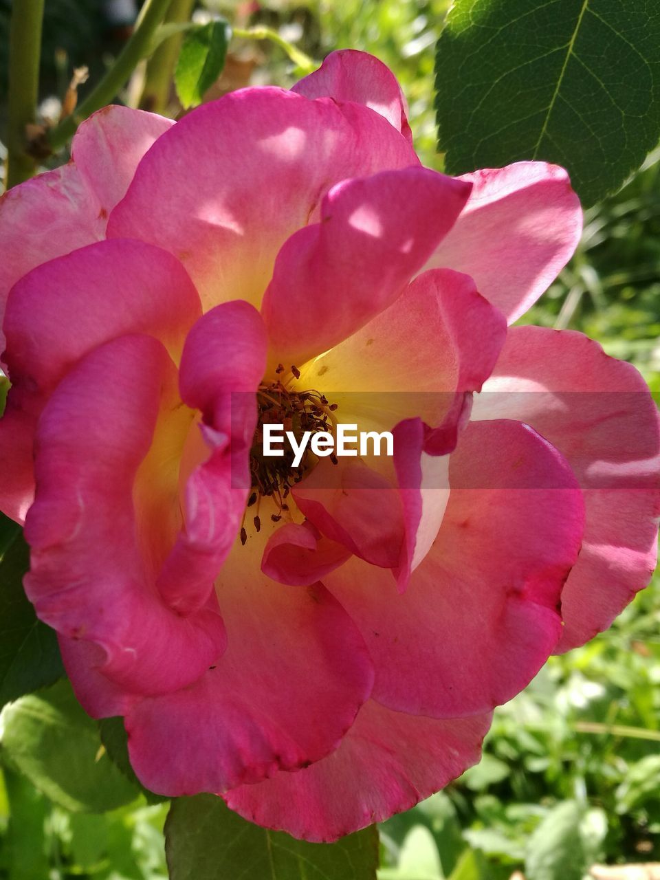 CLOSE-UP OF PINK ROSES