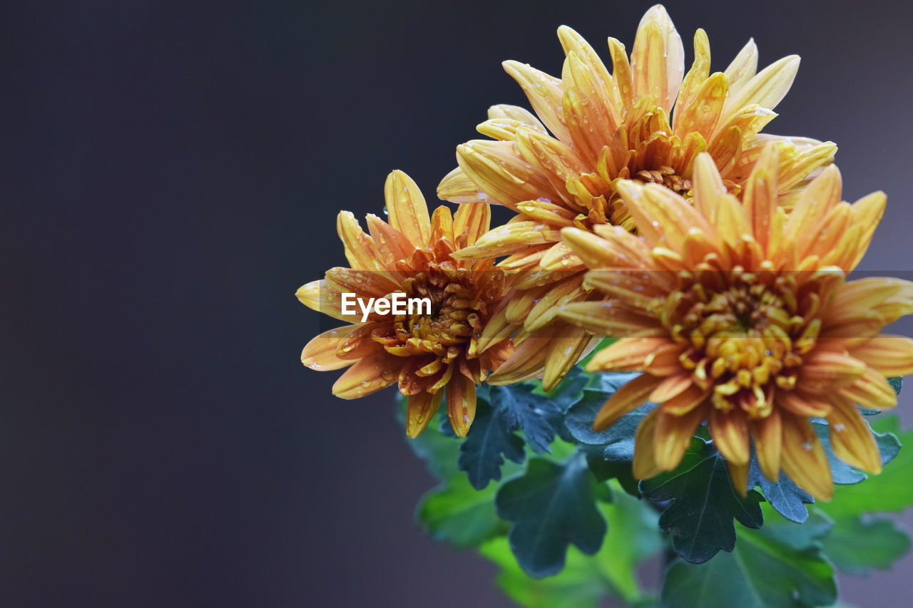 CLOSE-UP OF YELLOW DAISY