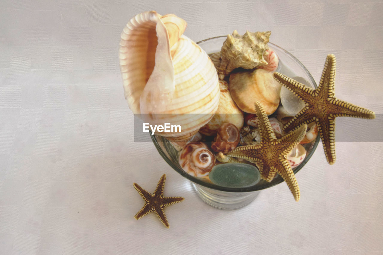 High angle view of seashell decoration on table