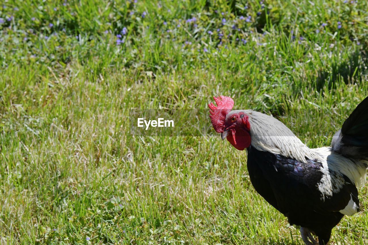 Rooster looking at the camera