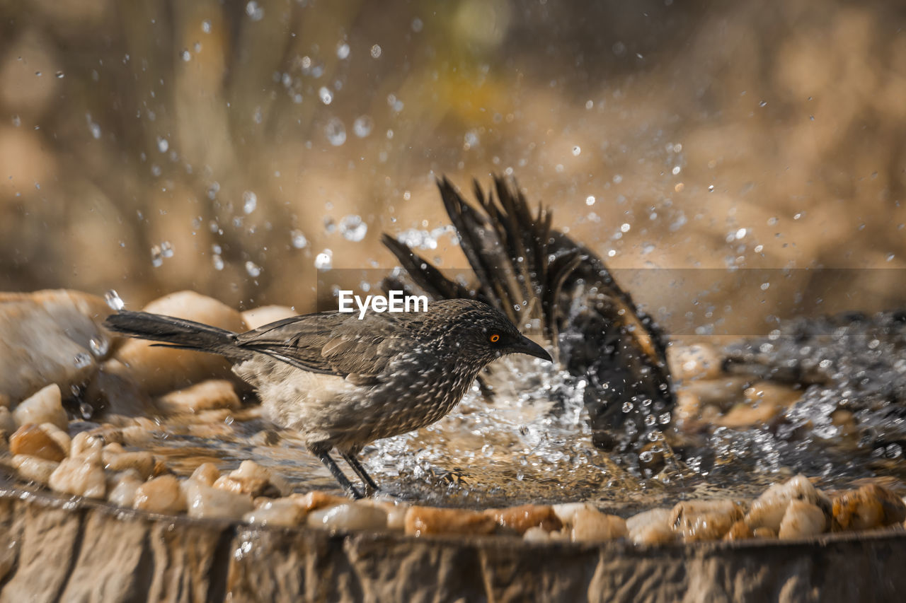 VIEW OF BIRDS IN WATER AT BEACH