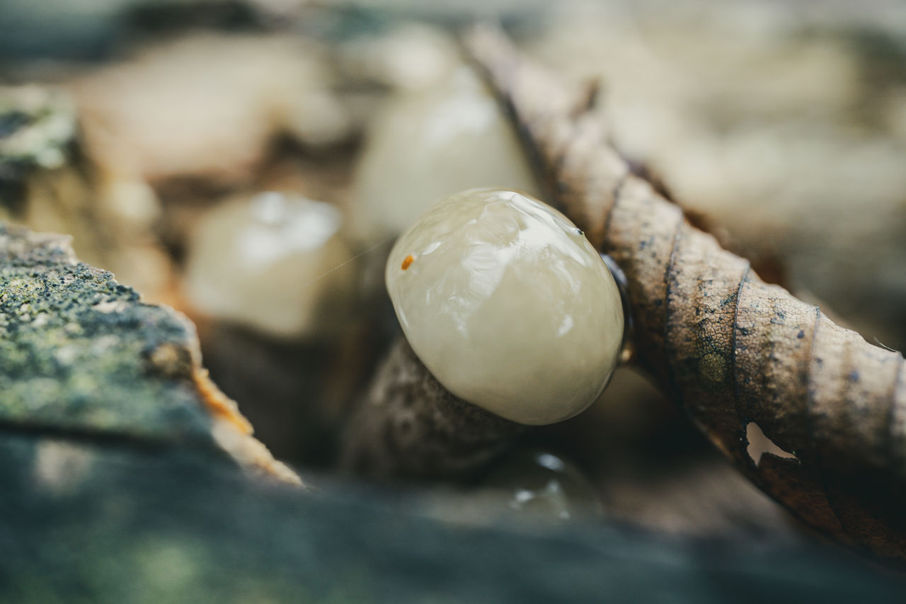 Close-up of mushroom on rock