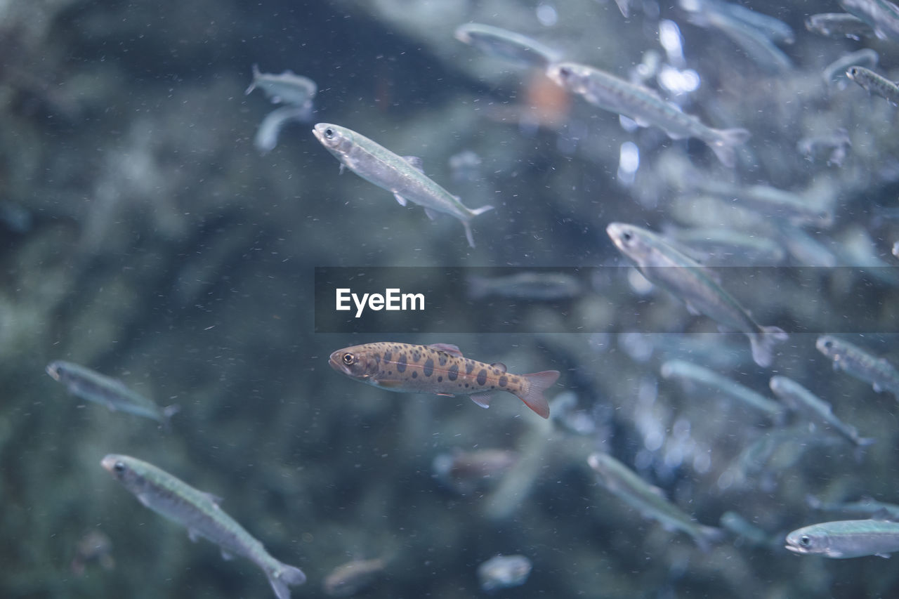 Aquarium of young salmon living in hokkaido shibetsu salmon science museum