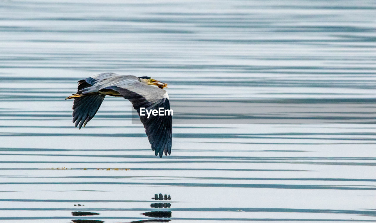 BIRD FLYING OVER A SEA