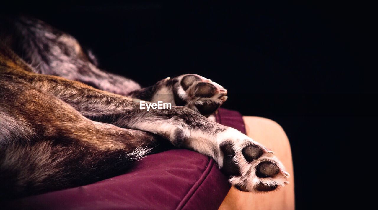 Close-up of dog sleeping on sofa against black background