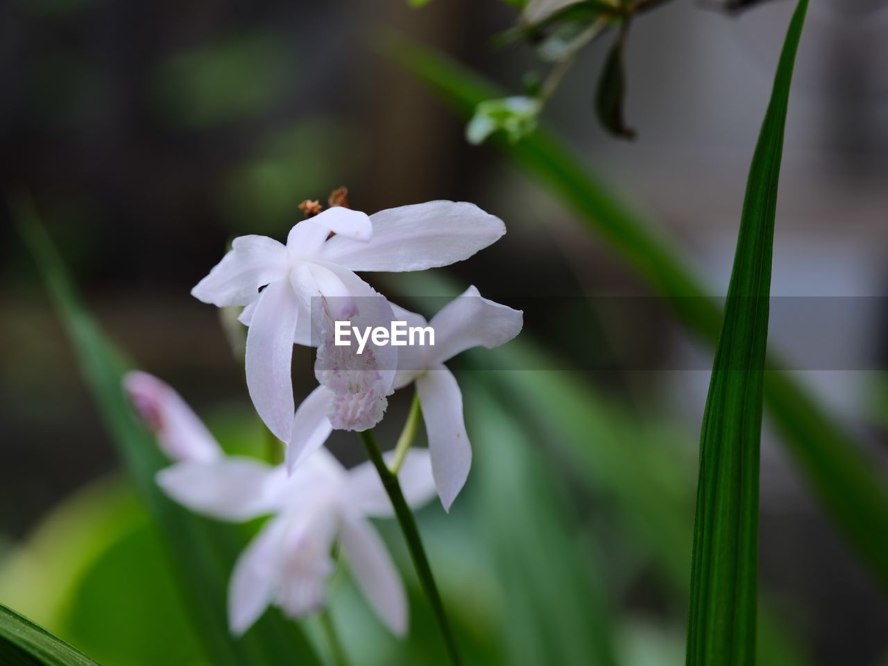 CLOSE-UP OF WHITE FLOWER