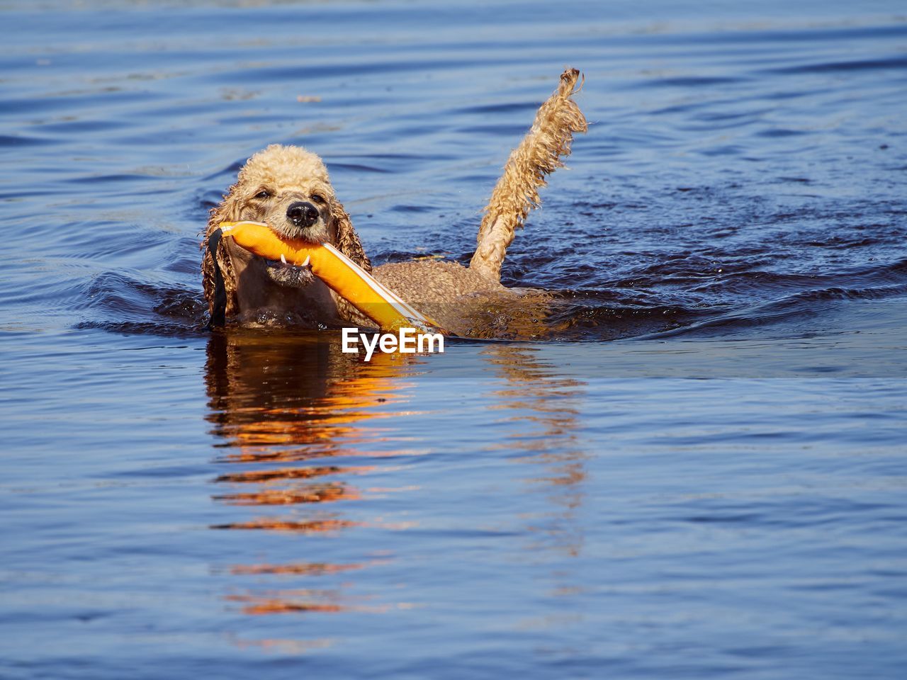 DUCKS SWIMMING IN LAKE