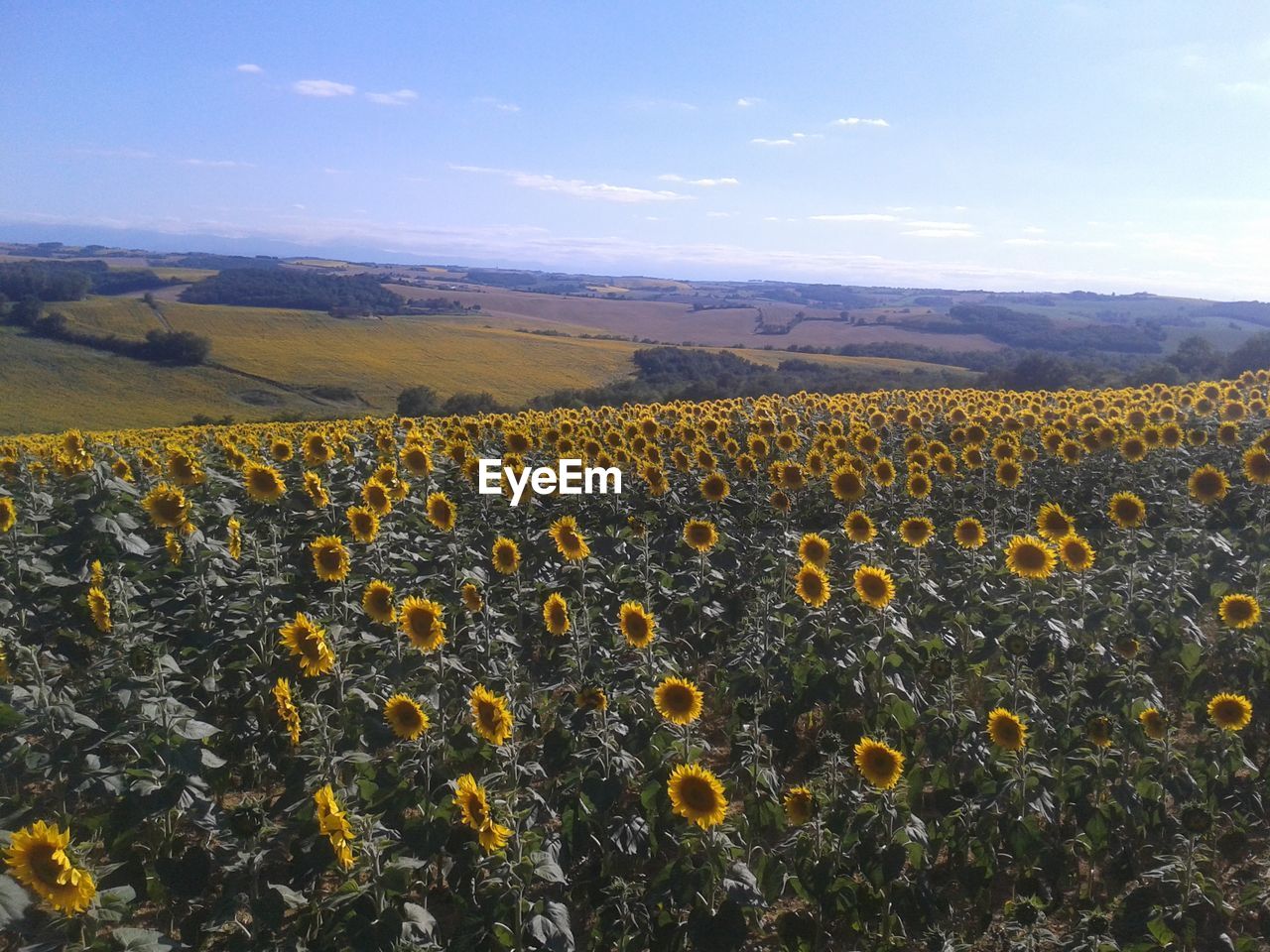 Scenic view of sunflower field against sky