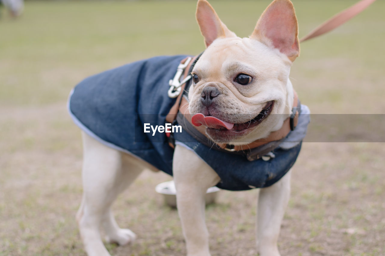 CLOSE-UP OF DOG STANDING OUTDOORS