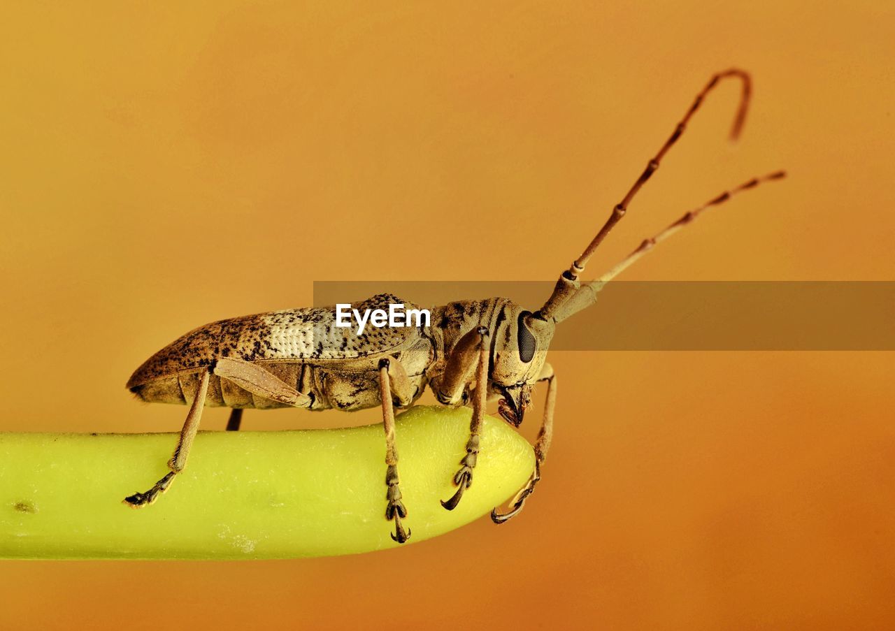 Closed up of longhorn beetle