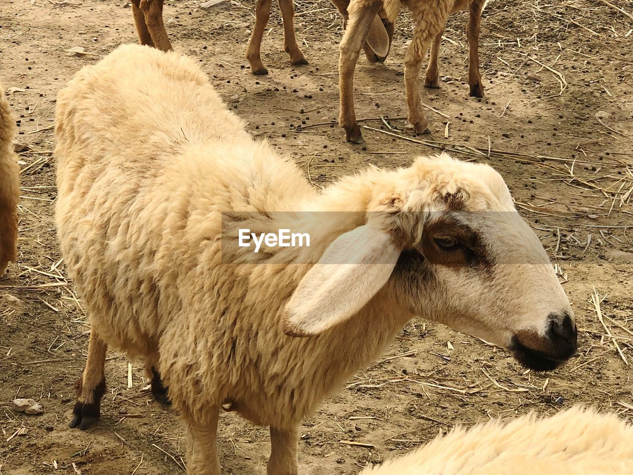 Sheep standing in a farm