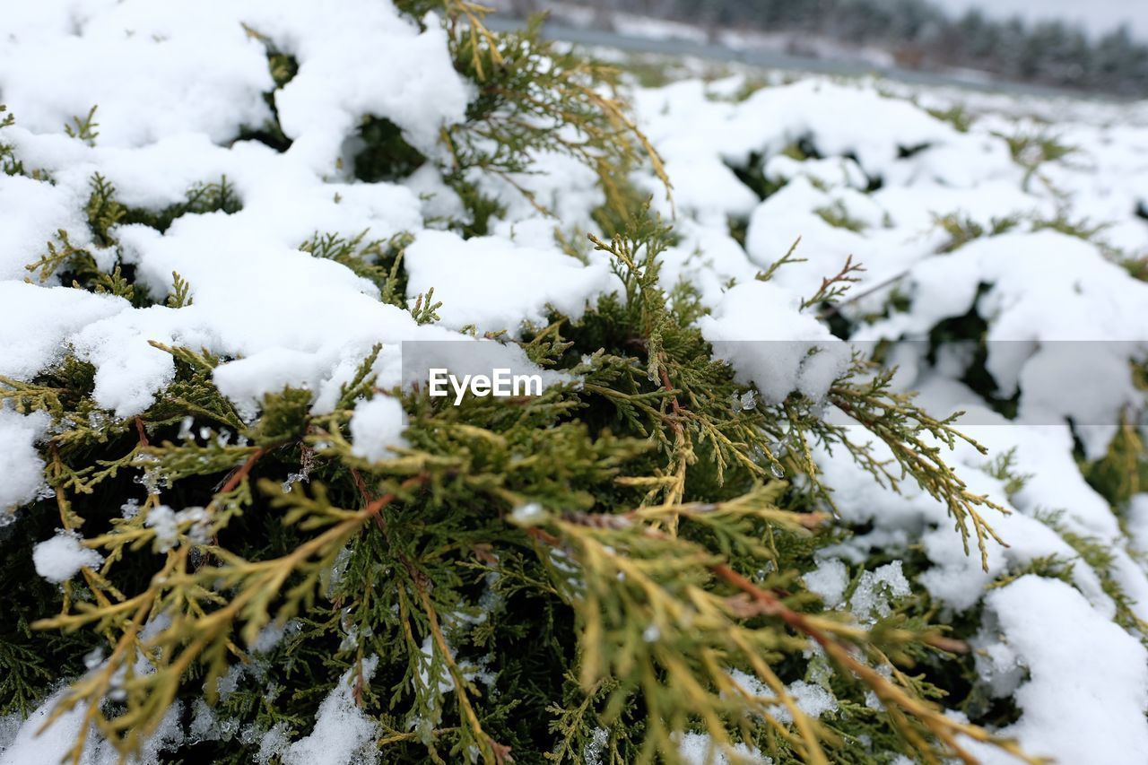 Close-up of frozen trees on field during winter