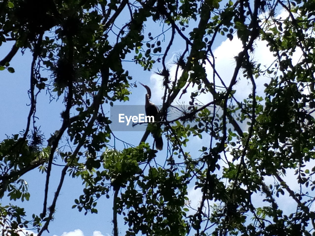 LOW ANGLE VIEW OF BIRD ON BRANCH