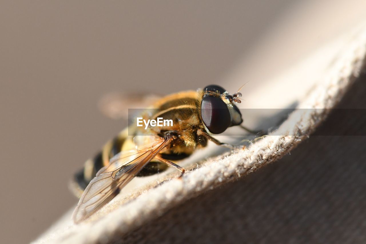 CLOSE-UP OF BEES