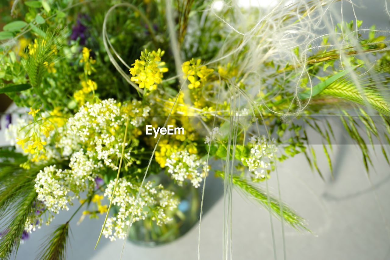 CLOSE-UP OF YELLOW FLOWERING PLANTS