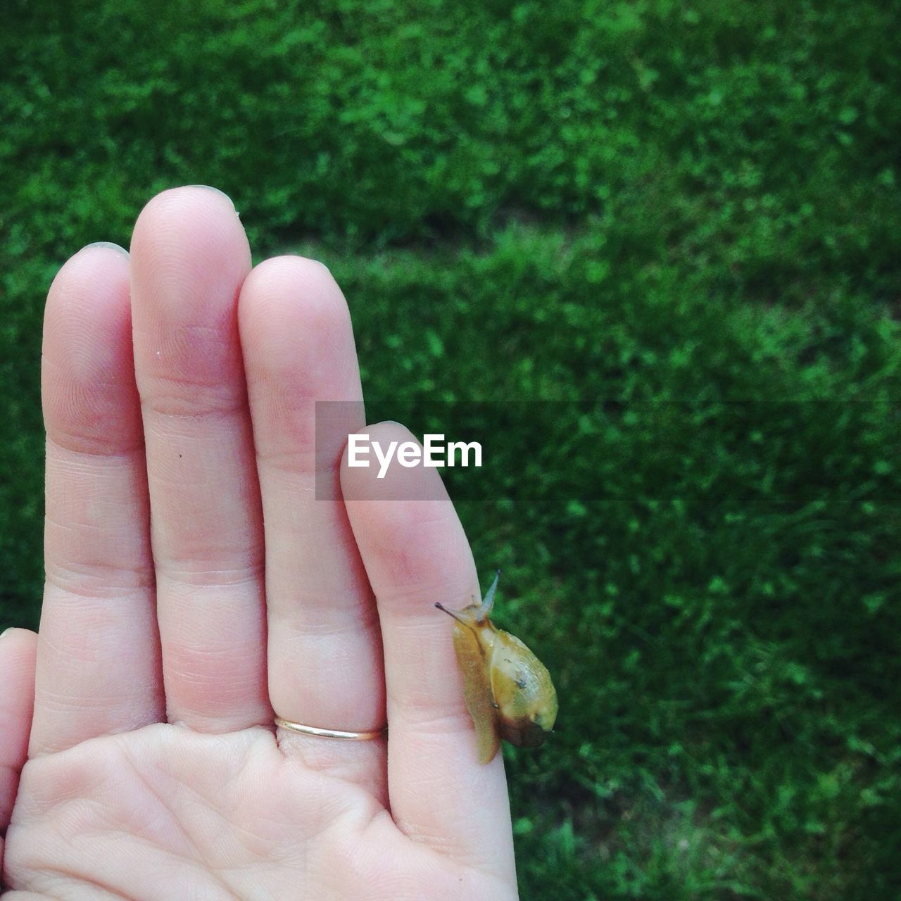 High angle view of snail on hand above grassy landscape