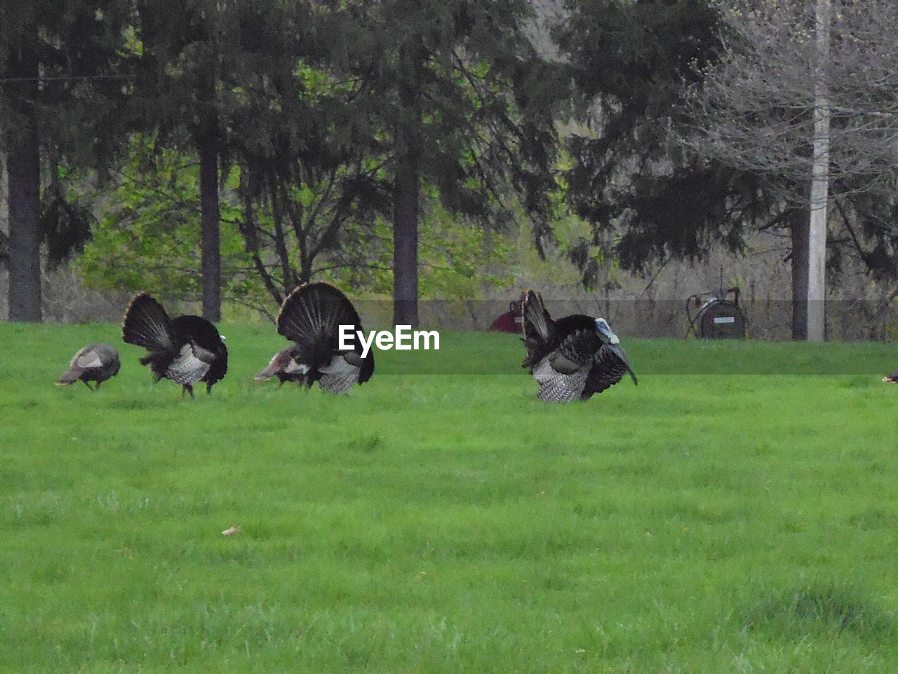 SHEEP RELAXING ON FIELD