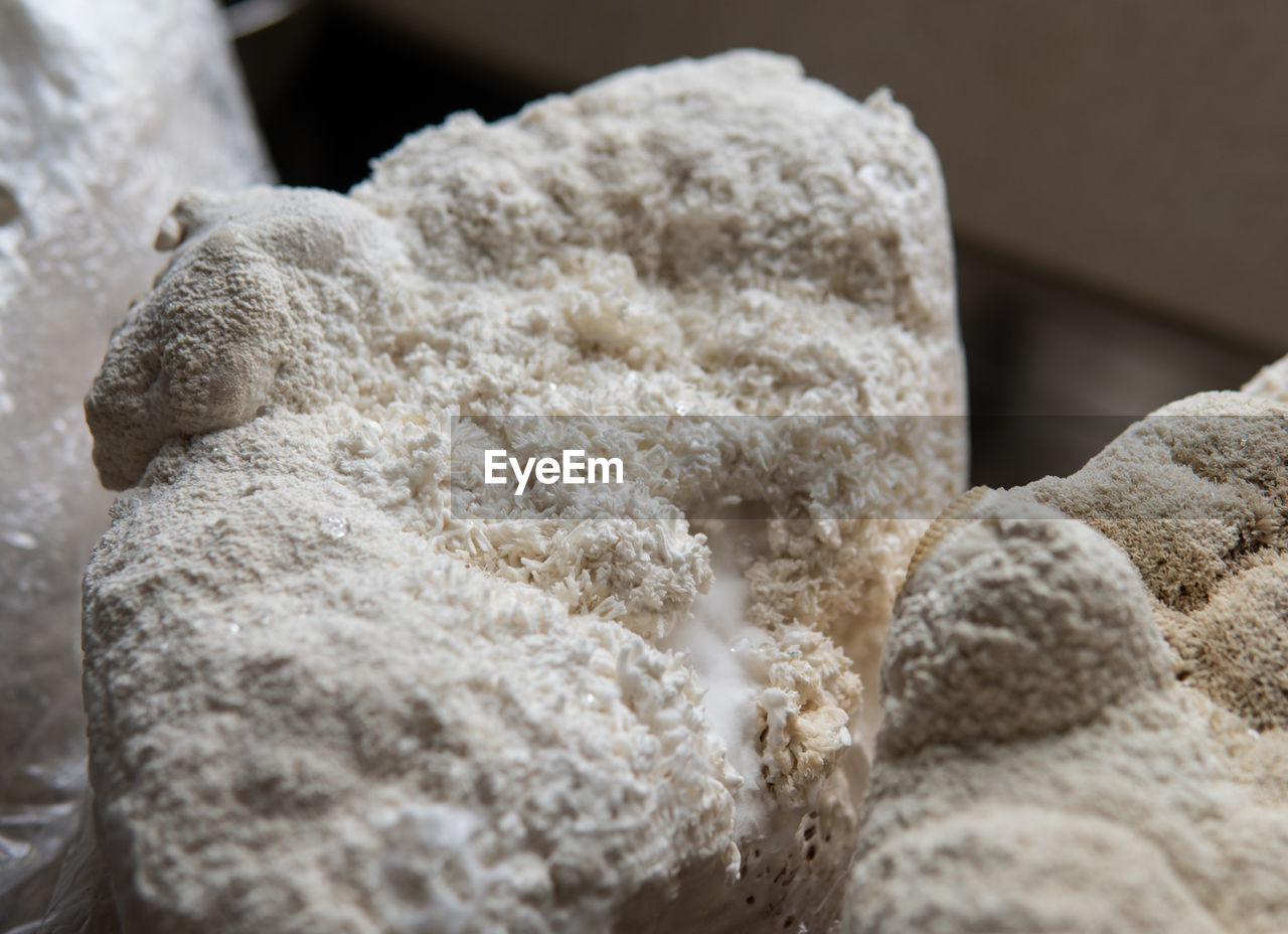 powdered sugar, food, food and drink, close-up, baked, no people, indoors, white, freshness, powder, flour, selective focus, store, bread
