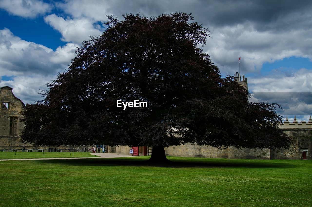 TREES ON GRASSY FIELD AGAINST CLOUDY SKY