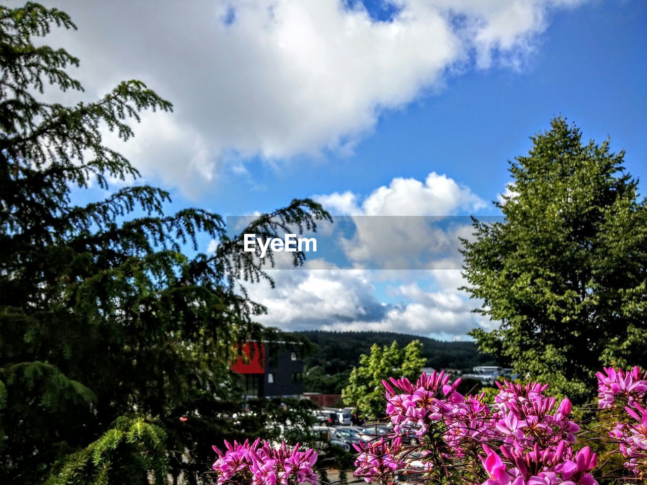 Pink flowering plants and trees against cloudy sky