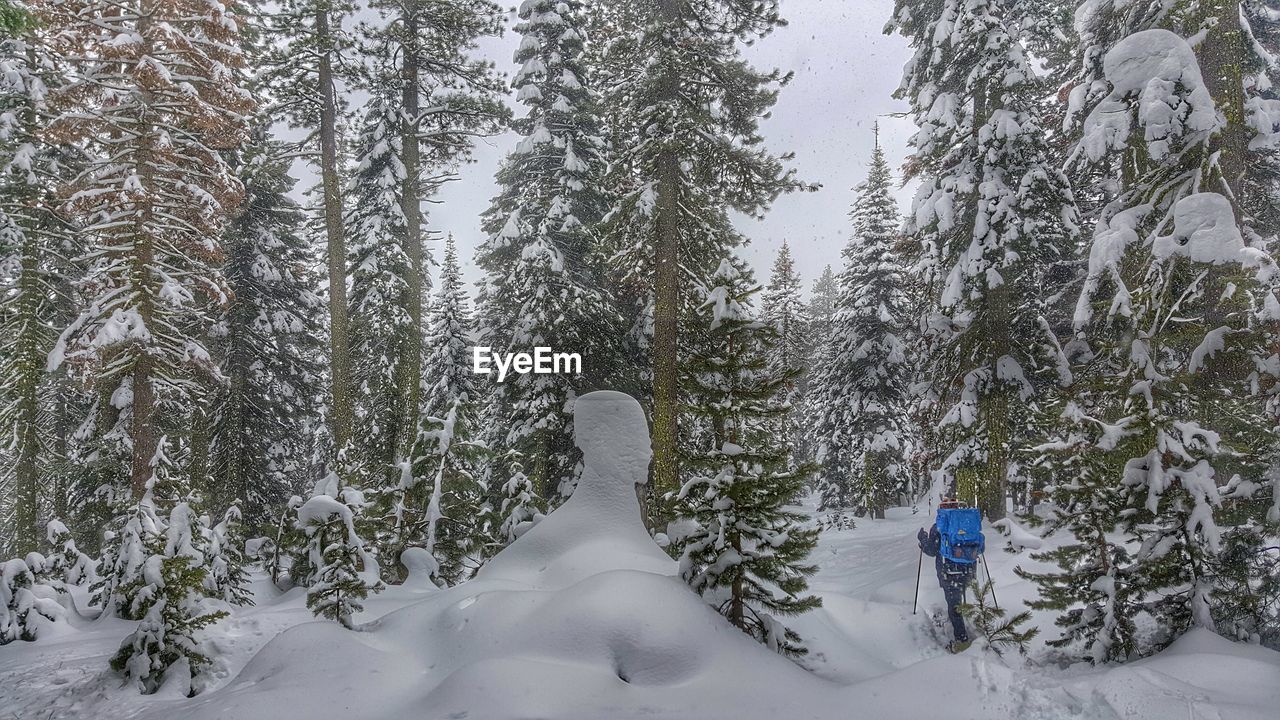 Rear view of man skiing on snowcapped forest