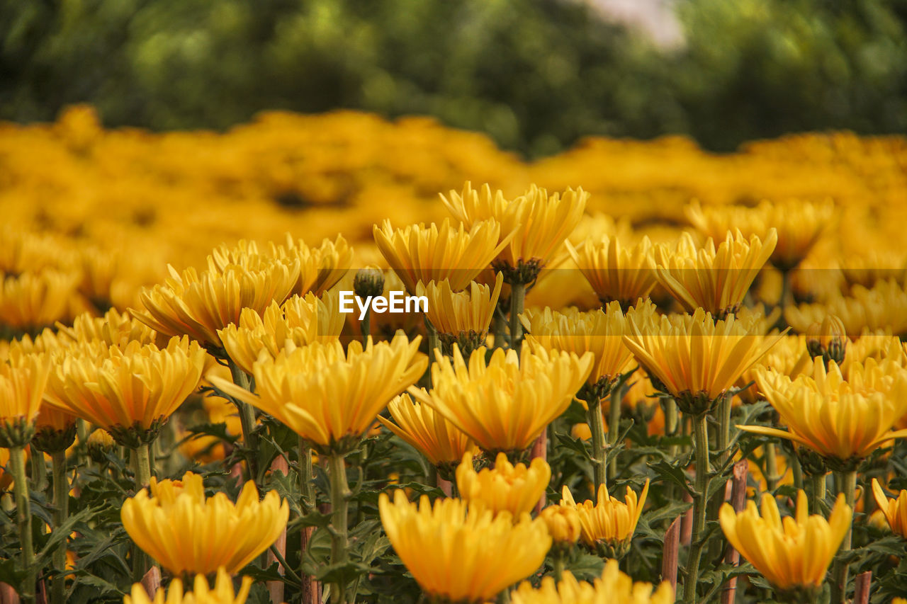 CLOSE-UP OF SUNFLOWERS ON FIELD