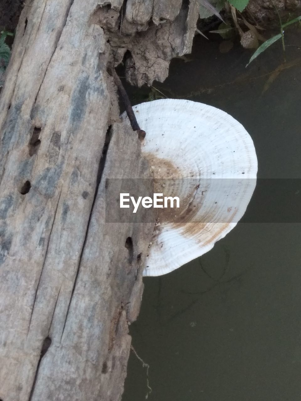 CLOSE-UP OF DEAD TREE TRUNK