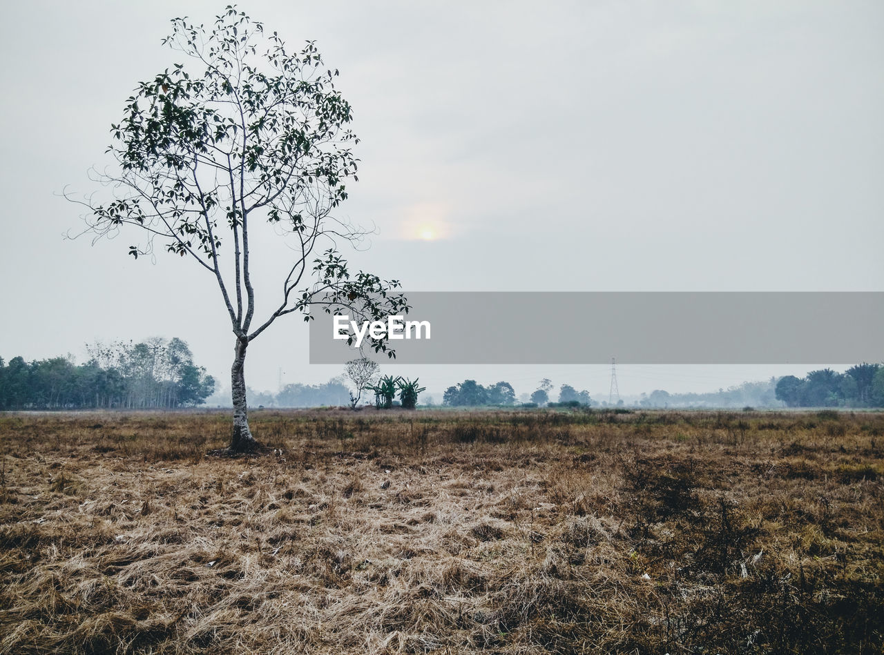 AGRICULTURAL FIELD AGAINST SKY