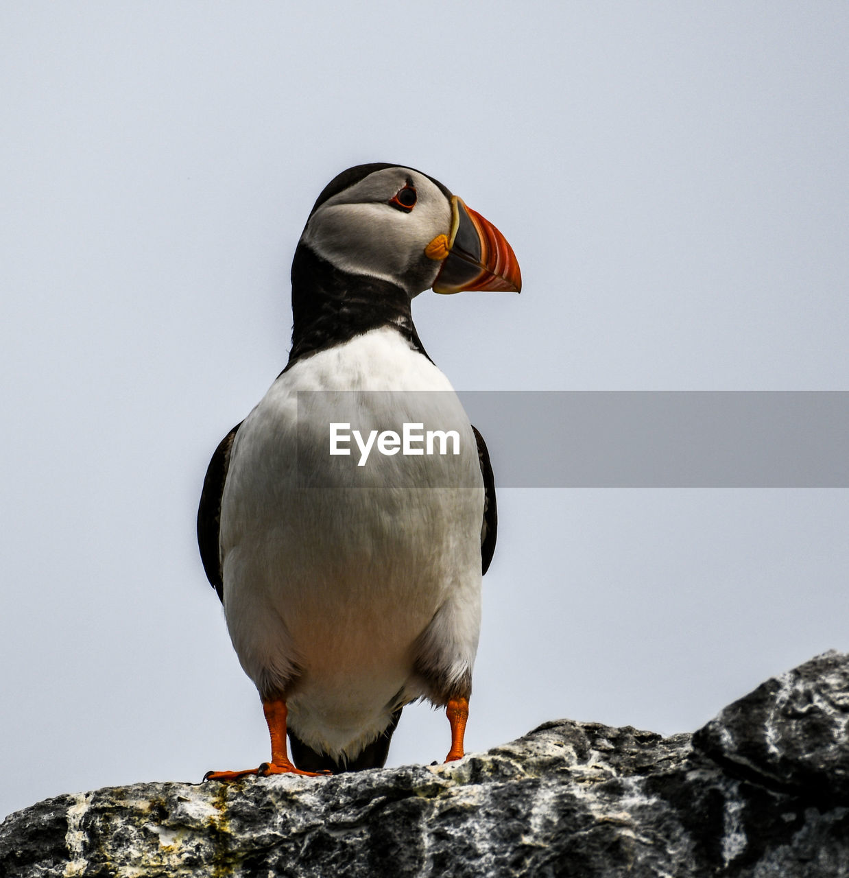 BIRD PERCHING ON ROCK AGAINST SKY