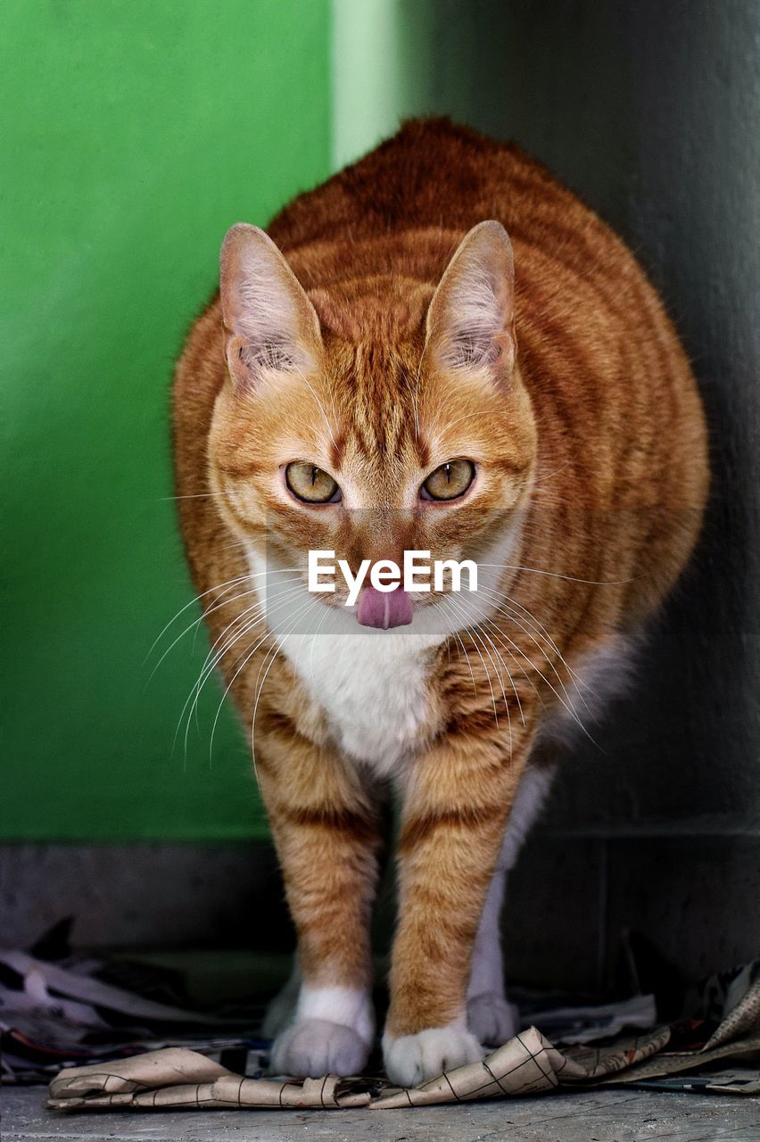 PORTRAIT OF CAT SITTING AGAINST GREEN BACKGROUND