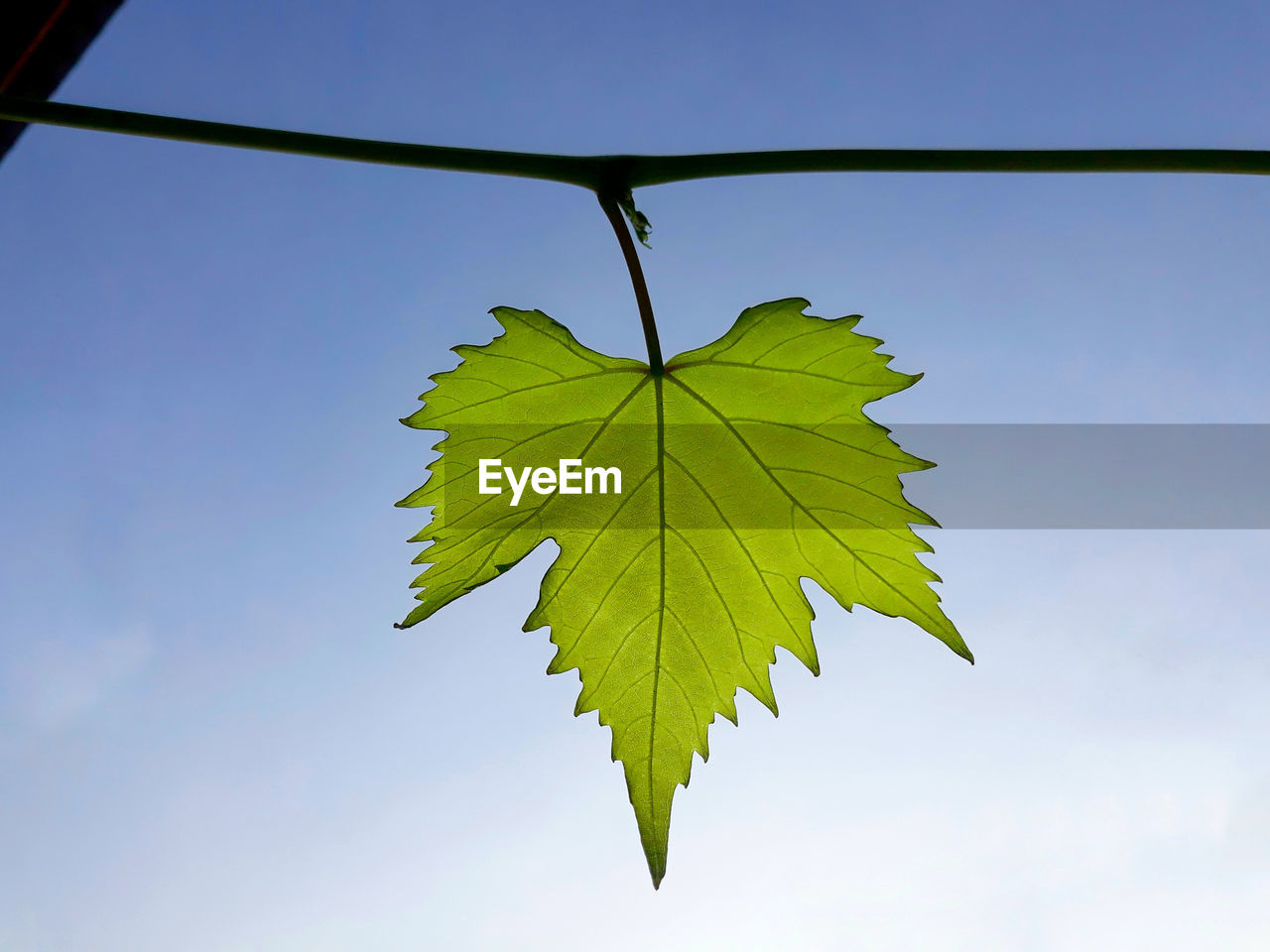 Low angle view of tree against sky