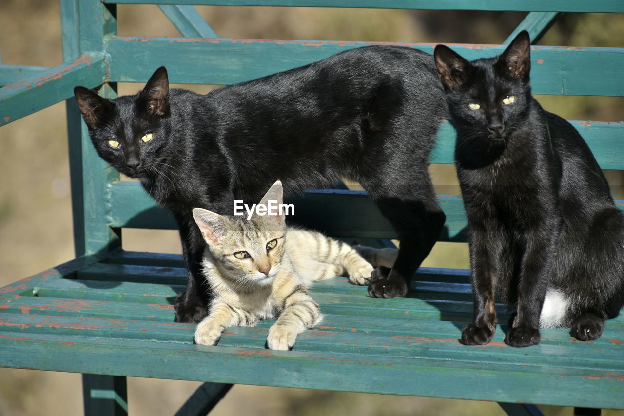 cat, pet, animal themes, animal, mammal, domestic animals, domestic cat, feline, group of animals, small to medium-sized cats, felidae, two animals, whiskers, black, kitten, black cat, no people, wood, sitting, seat, blue, portrait, table, looking at camera, young animal