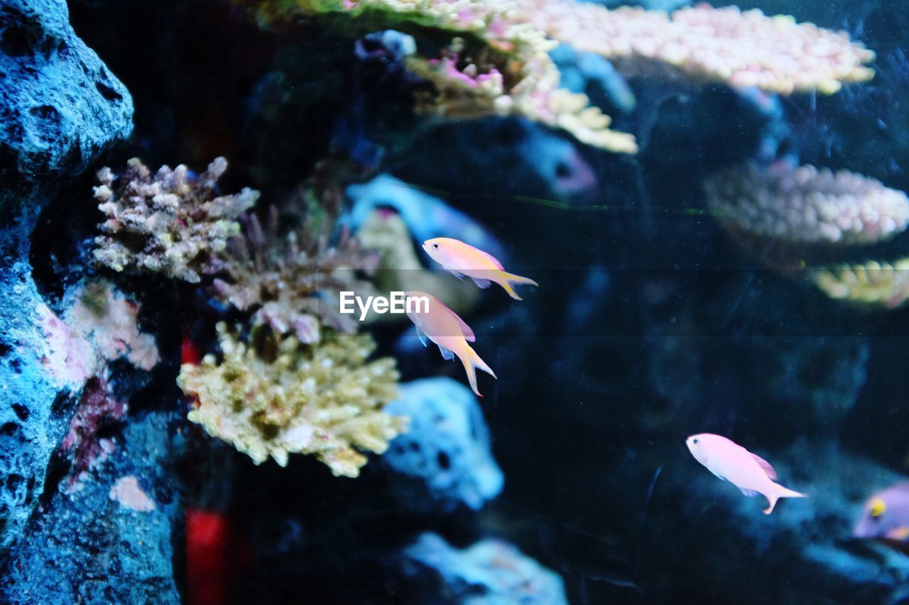 CLOSE-UP OF FISH SWIMMING UNDERWATER