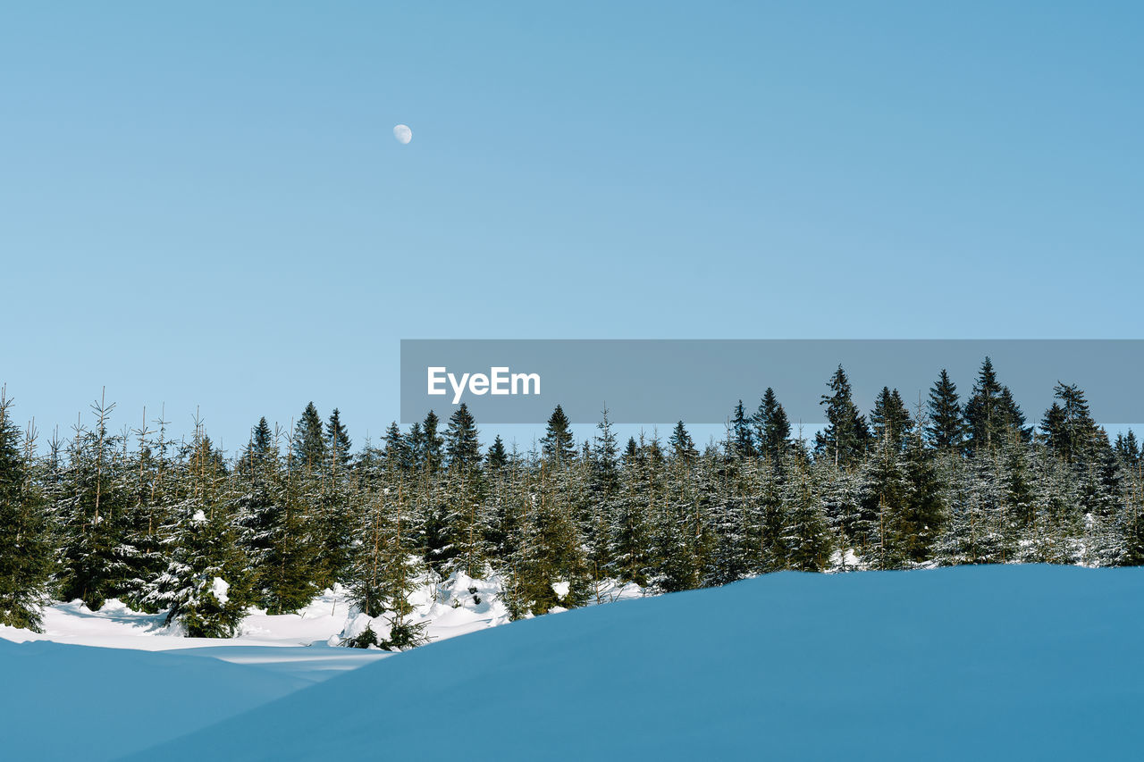 Pine trees against clear sky and moon during winter