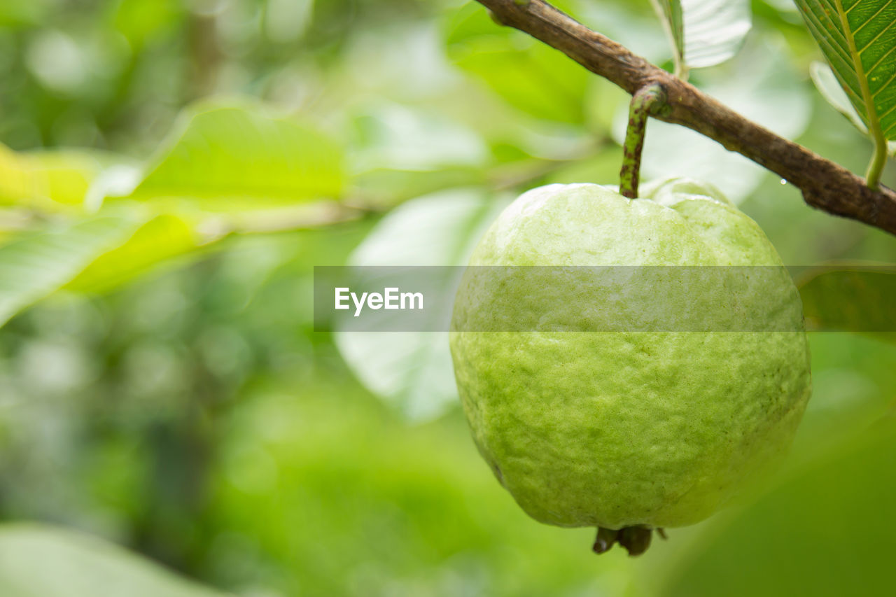 Close-up of guava hanging on tree