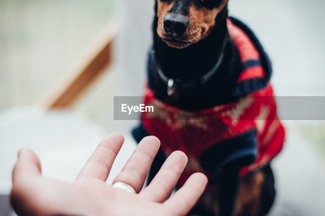 Close-up of hand and black dog