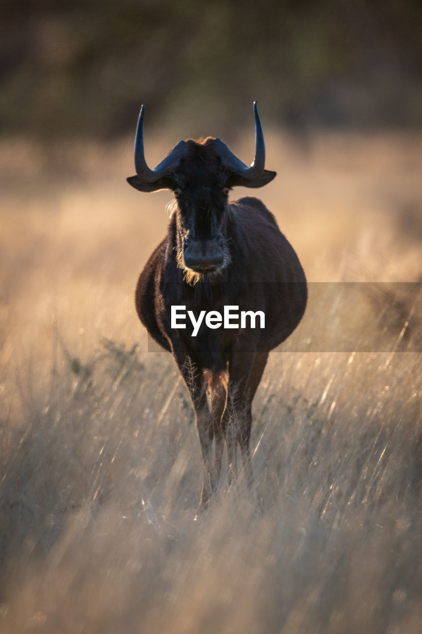 Black wildebeest stands facing camera in grass