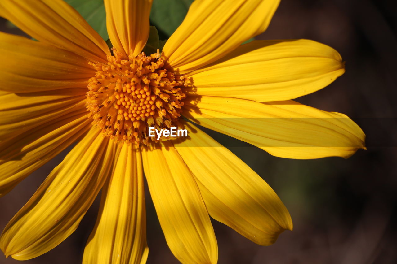 Close-up of yellow flower