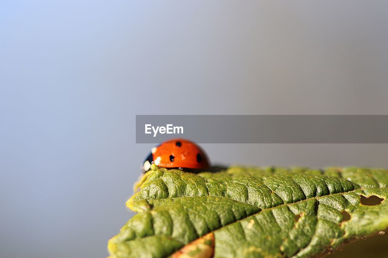 LADYBUG ON A LEAF