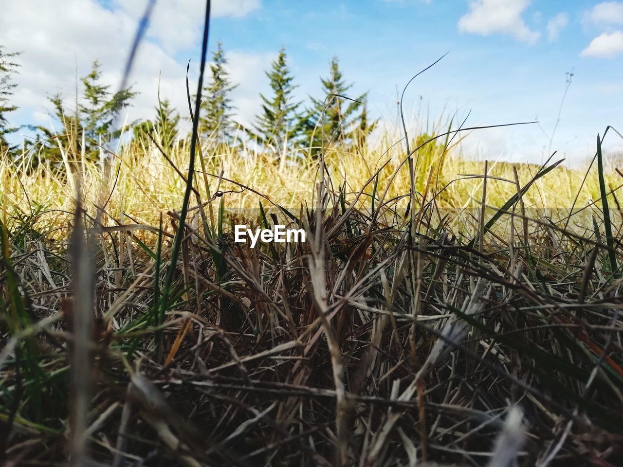 CLOSE-UP OF GRASS ON FIELD