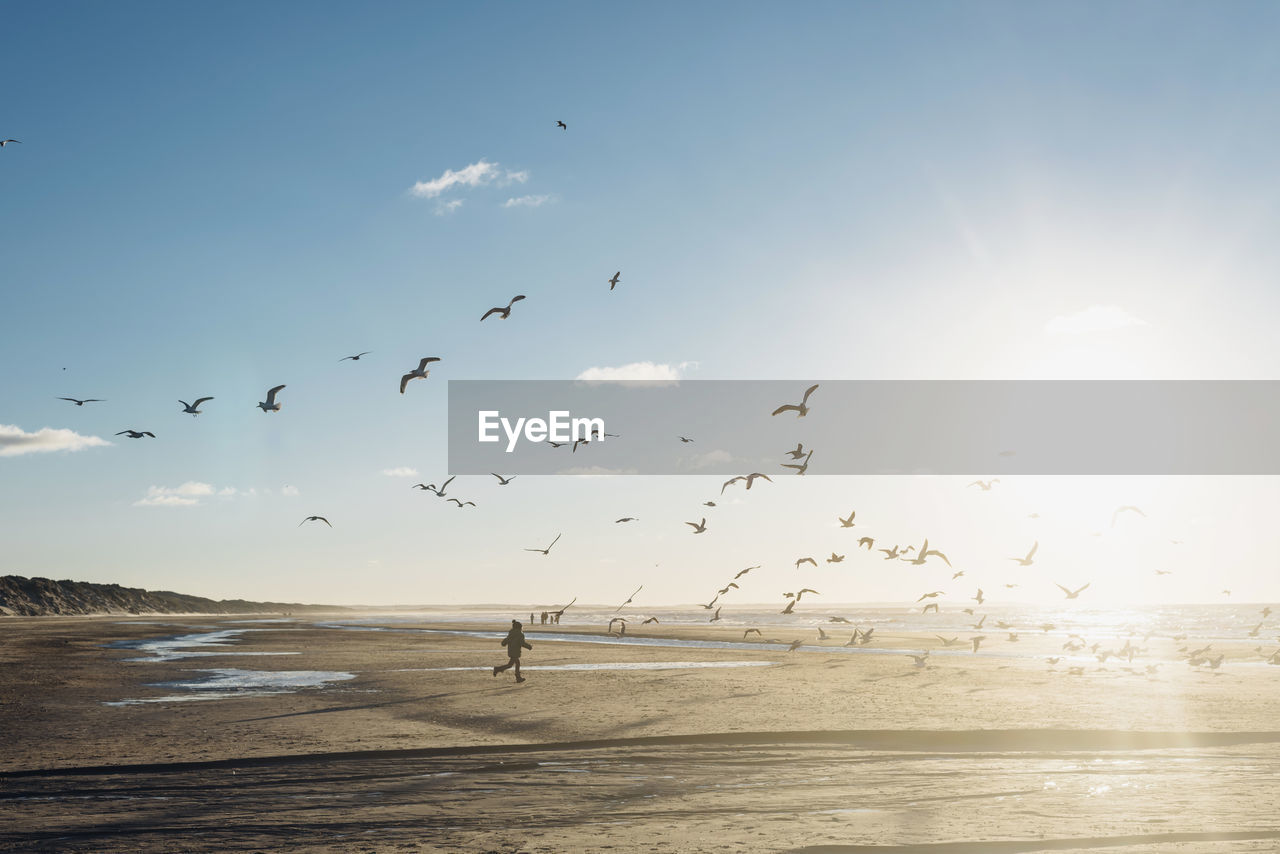 Denmark, blokhus, boy chasing flock of seagulls on the beach