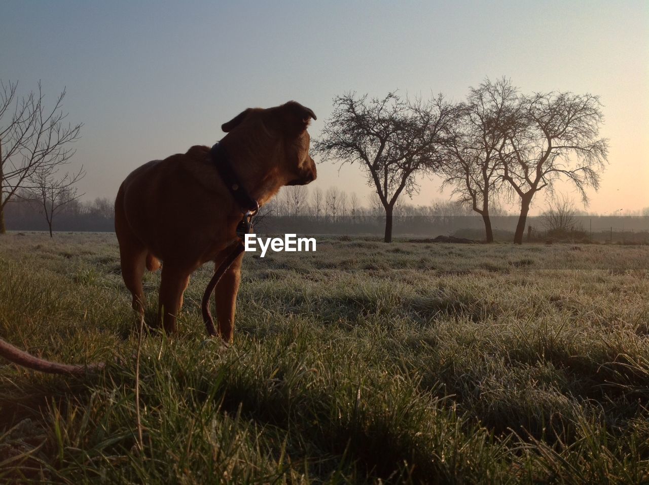 DOG ON FIELD AGAINST TREES