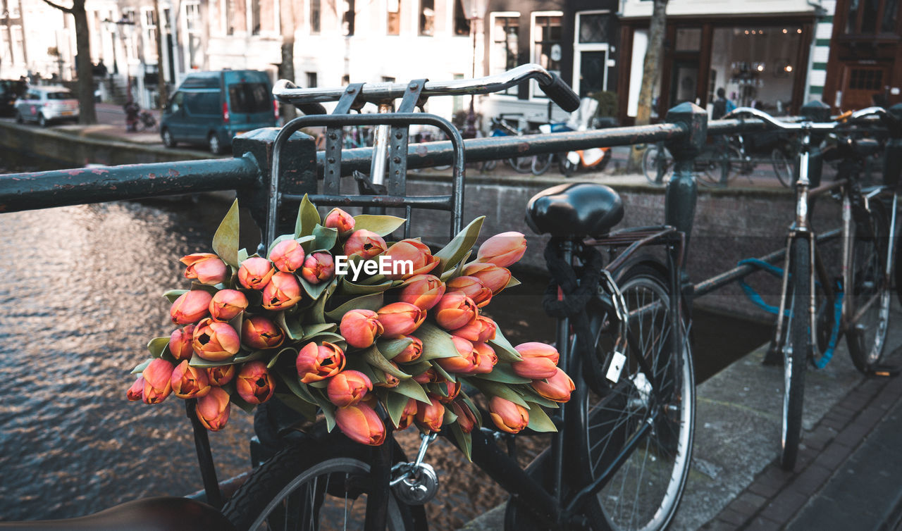 Close-up of tulips on bicycle parked against river in city